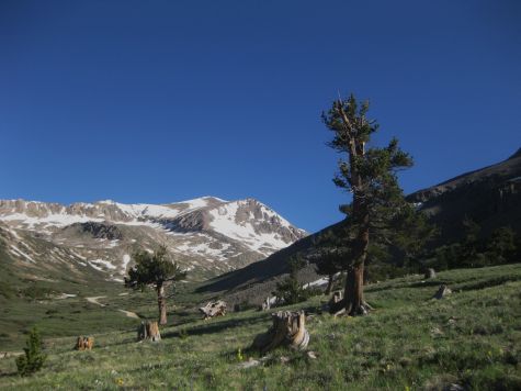 Democrat and bristlecone